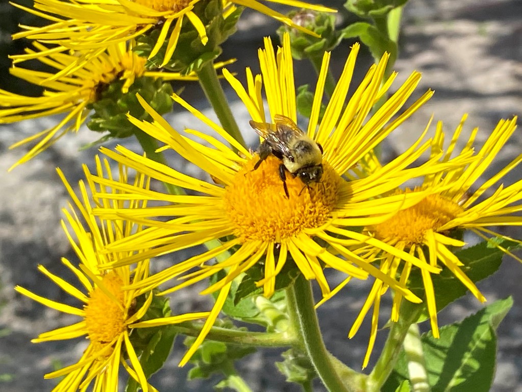elecampane flower