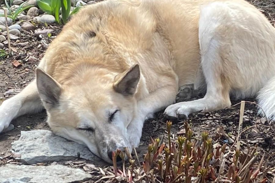 herbal medicine follow up