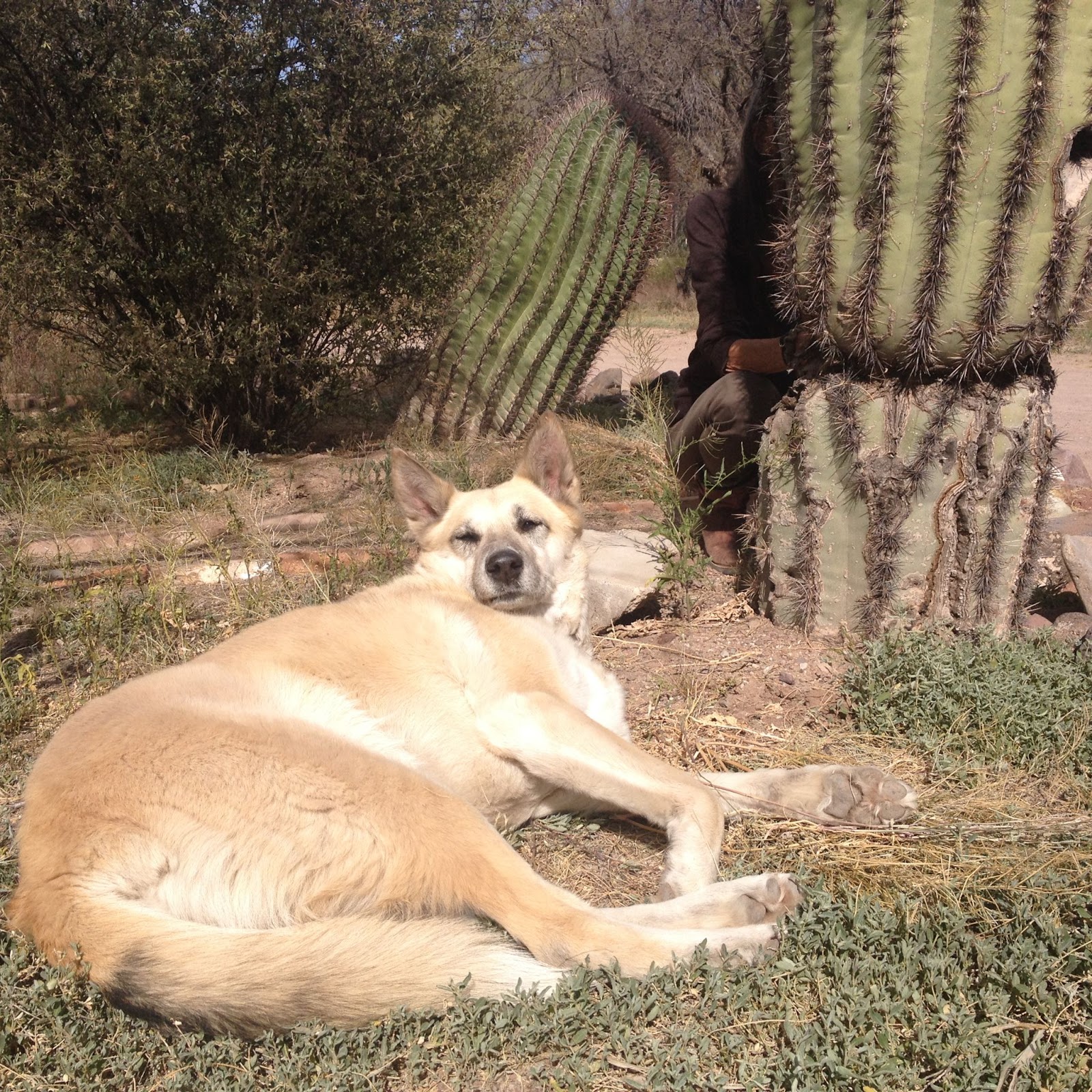 land acknowledgement from potent medicinary