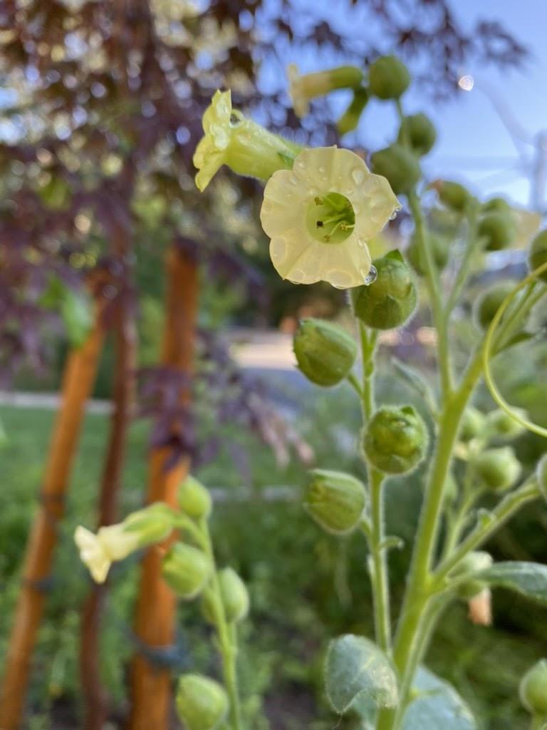 tobacco flower